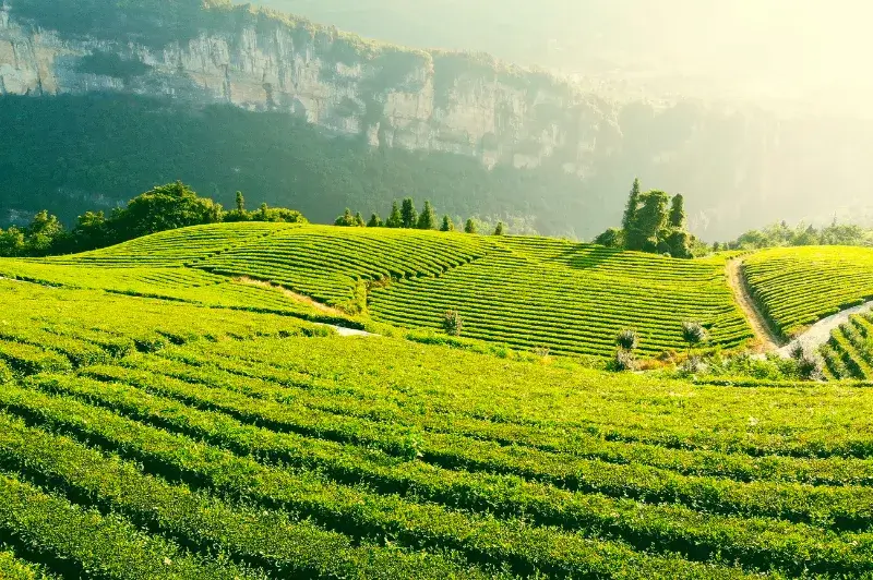 Green plantation rows